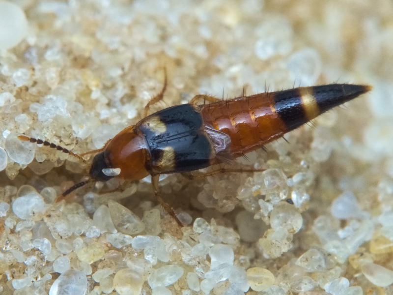 Lordithon lunulatus (Linnaeus, 1761)